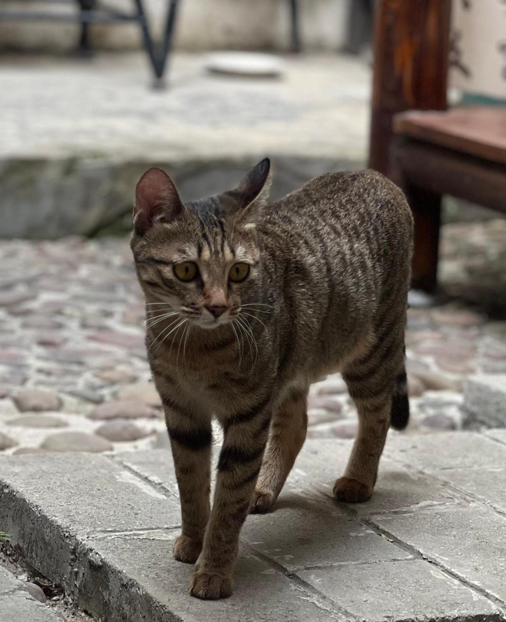 ヤンシュオ オータム イン 陽朔 エクステリア 写真